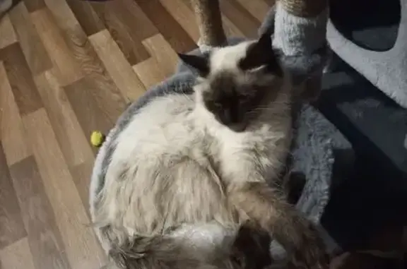 Объявления о пропавших и найденных животных, Новозыбков, фото: Пропала кошка, Замишевский переулок, 47, Новозыбков - сиамская с швом от стерилизации