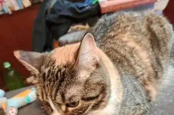 Пропала кошка, проспект Космонавтов, Санкт-Петербург - photo