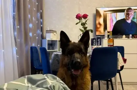 Пропал собака, набережная реки Ушайки, Томск - photo