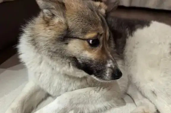 Найдена собака, Новосибирск, фото: Найдена собака, улица Державина, 92, Новосибирск