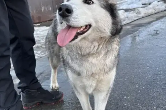 Найдена собака, Челябинск, фото: Найдена собака, Северо-Крымская улица, 18, Челябинск - хаски девочка с коричневым ошейником