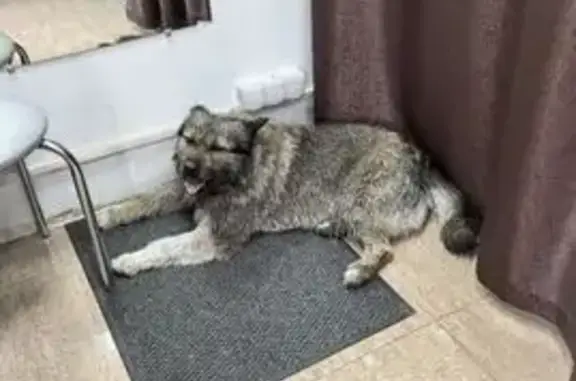 Пропала собака, Красная улица, 164, Калининград - photo