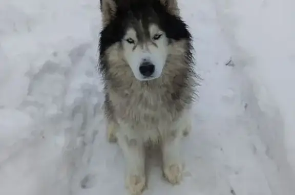 Пропала собака, сдт Павловское-2 8-я линия, Павловск - photo