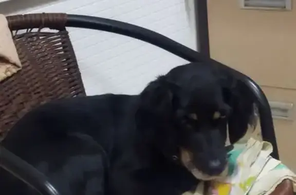 Пропала собака, женский, улица Мира, 117, Пятигорск - чёрная и активная - photo