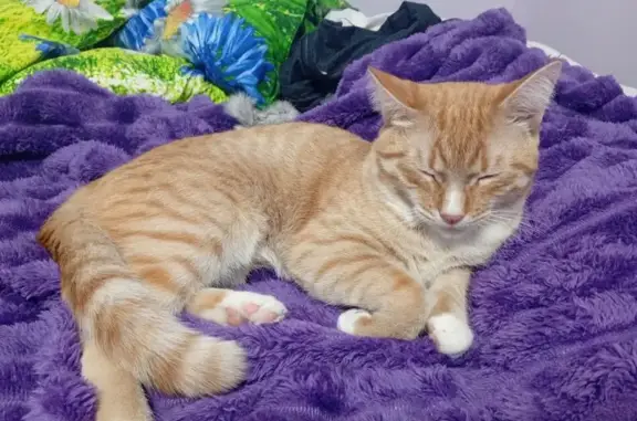 Объявления о пропавших и найденных животных, Екатеринбург, фото: Найден кот, Техническая улица, 43, Екатеринбург - белые носочки и воротник