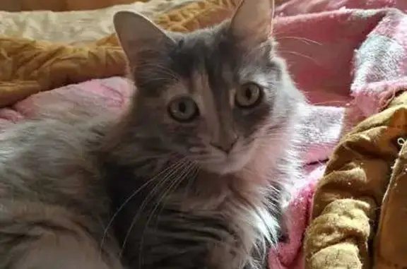 Пропала кошка, улица Ленина, Анапа - photo