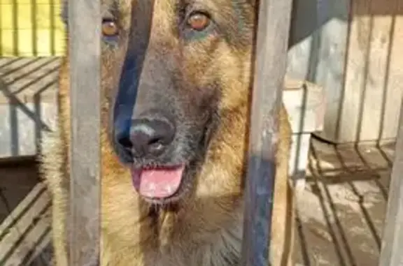 Найдена собака, Подольск, фото: Найден собака, Московское малое кольцо, Подольск - кобель немецкой овчарки