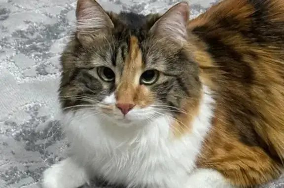 Кошки потеряшки, Новороссийск, фото: Потеряшка кошка, женский пол, улица Карамзина, 51, Новороссийск - пушистая и трёхцветная