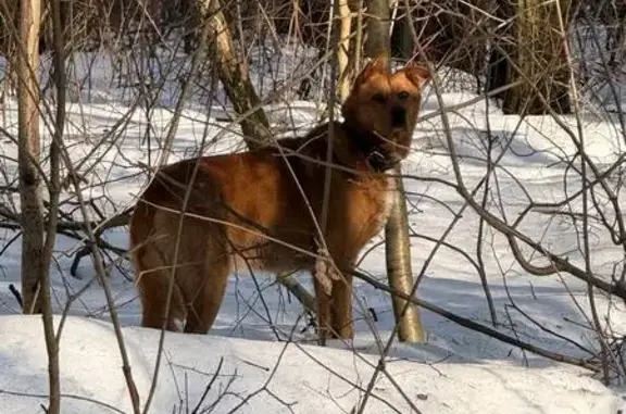 Найдена собака, Нагорное, фото: Найдена собака, Липкинское шоссе, 12, Нагорное - испуганная и голодная