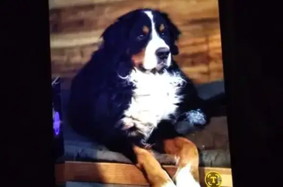 Пропал собака, мужской, Русская улица, 97, Владивосток - черный с рыжим, белые лапки - photo