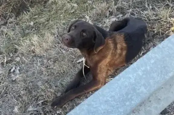Найдена собака, Пениковское, фото: Найден собака, деревня Верхняя Бронна, Пениковское сельское поселение - на шее веревка