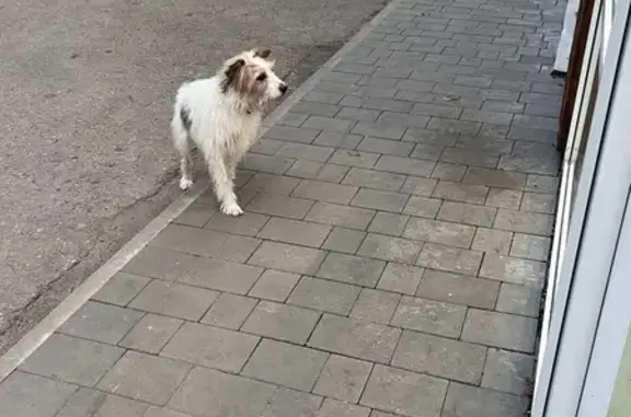 Найдена собака, Калининград, фото: Найдена собака, улица Маршала Баграмяна, 2, Калининград - пугливая, бегала внутри ТЦ