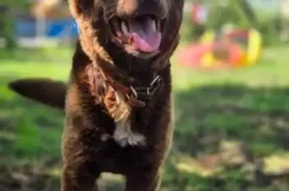 Пропала собака, женский пол, улица Галилея, 4, Губкин - коричневый окрас, 1 год - photo