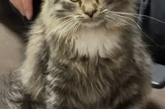 Котик небольшой, лапки три белых и белый «галстук», медальон с именем и контактным телефоном. Котик не контактный но ласковый и любопытный.