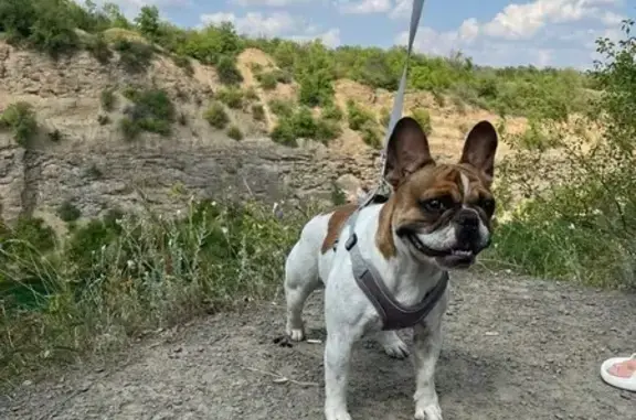 Пропала собака, Спартаковский переулок, 6, городской округ Новочеркасск - photo