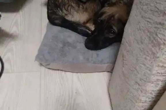 Найдена собака, Ростов-на-Дону, фото: Найдена собака, Днепровский переулок, 115, Ростов-на-Дону - пряталась в магазине