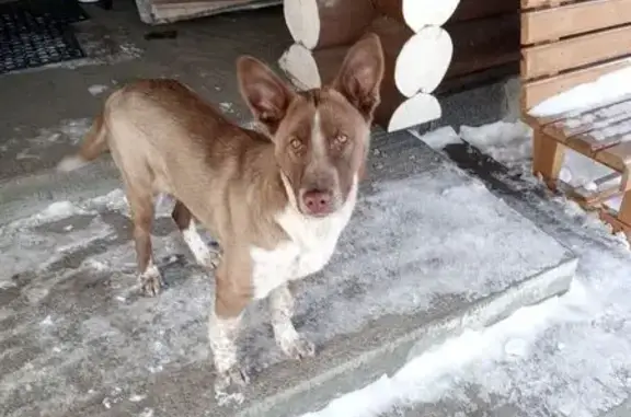 Пропала собака, Каменка, Ульяновская область - отзывается на имя Джессика - photo