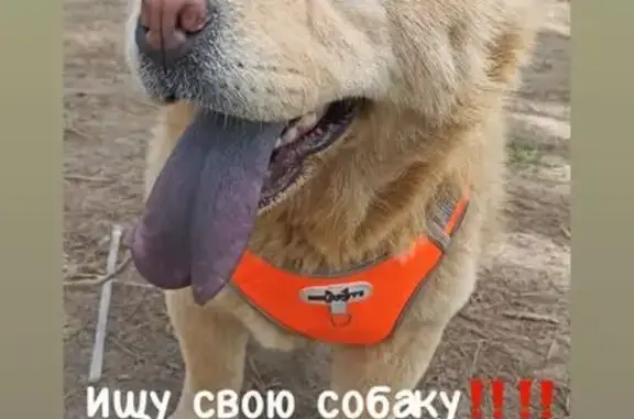 Пропала собака, Кропоткинское городское поселение, Кропоткин - кремовый окрас, фиолетовый язык - photo