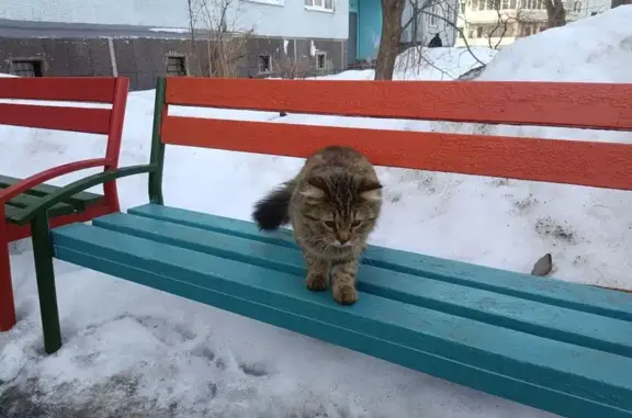 Объявления о пропавших и найденных животных, Тольятти, фото: Найден кот, бульвар Курчатова, 4, Тольятти - пятнистый окрас, пушистый хвост