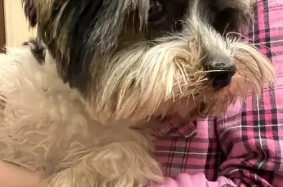 Найдена собака, Самара, фото: Найден собака, 7-я просека 7-й проезд, 8, Самара - мальчик Йорк-Бивер