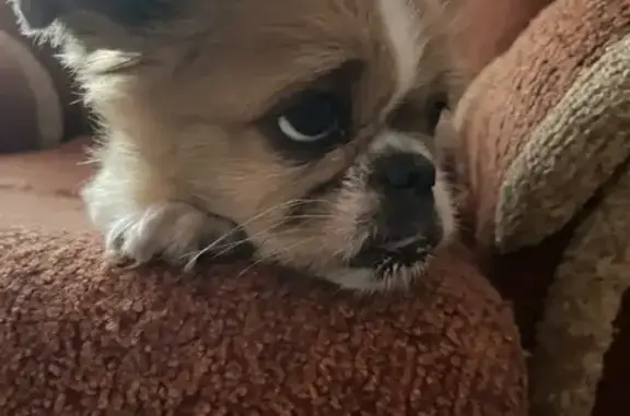 Пропала собака, женский пол, Покровская улица, Пролетарский - зелёный ошейник - photo