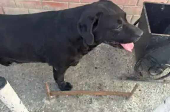 Пропала собака Мальчик, Краснодар (rl1154391) - photo