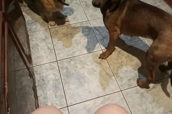 Пропала собака, Речная улица, Брянск - такса тёмно-коричневая - photo