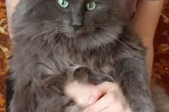 Пропал кот, Точильнинское сельское поселение, Ашинское - серый, один зуб сломан - photo