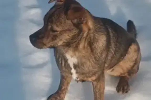 Пропала собака, Курск - photo