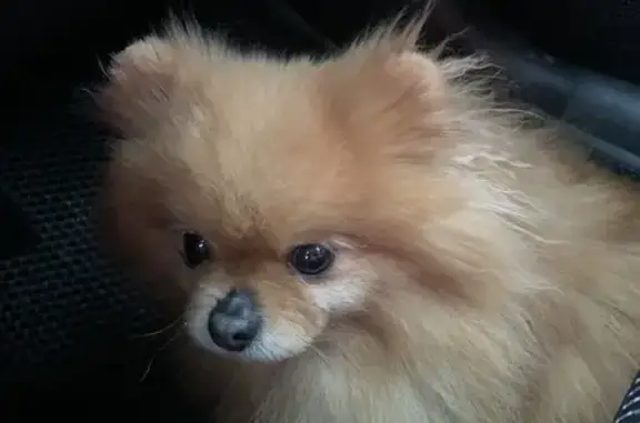 Объявления о пропавших и найденных животных, Мончегорск, фото: Найдена собака без ошейника, Красноармейская улица, 64, Мончегорск