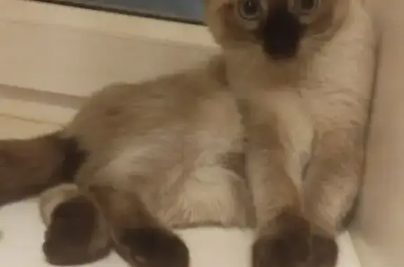 Пропал кот, улица 50 лет Октября, 66, Белорецк - photo