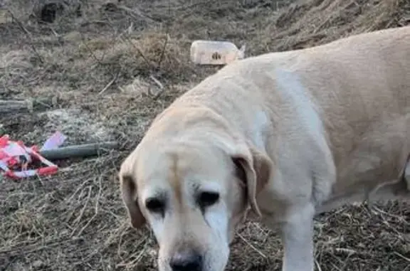 Найдена собака, Неёлово-2, фото: Найдена собака, Неёлово-2 - взрослая лабрадор, знает команды
