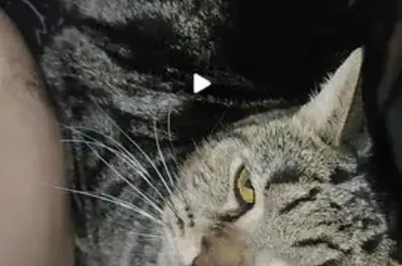 Пропал кот, улица Калинина, Салават - бенгальский окрас - photo