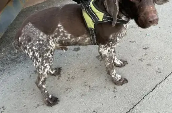 Найдена собака, Саратов, фото: Найден собака, улица Чернышевского, 123, Саратов - тёмно-коричневый с белыми пятнами