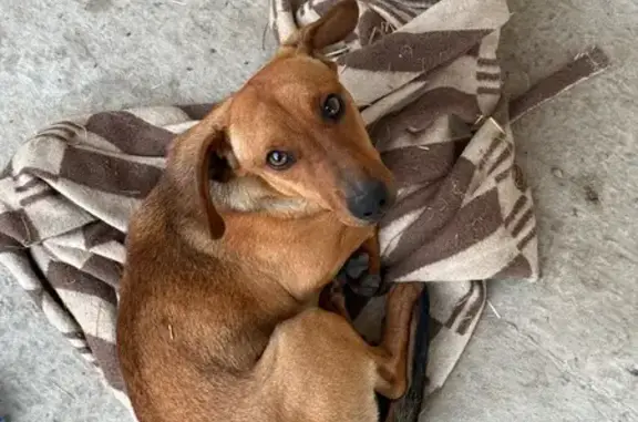 Пропал собака, мужской, Фестивальная улица, 1, Новоалександровск - шрам над левым глазом - photo