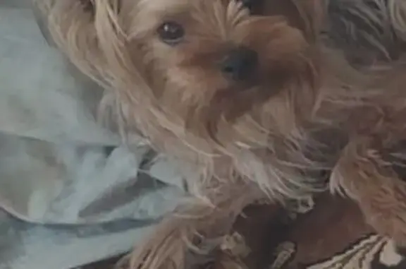 Пропала собака, Преградная улица, 40, Павловская - photo