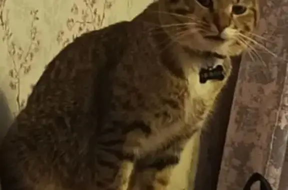 Пропал кот, Кооперативная улица, 71, Конаково - серый окрас, ошейник с брелком - photo