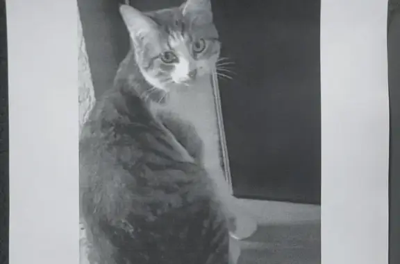 Кошки потеряшки, Москва, фото: Потеряшка кот, Красная площадь, Москва - годовалый