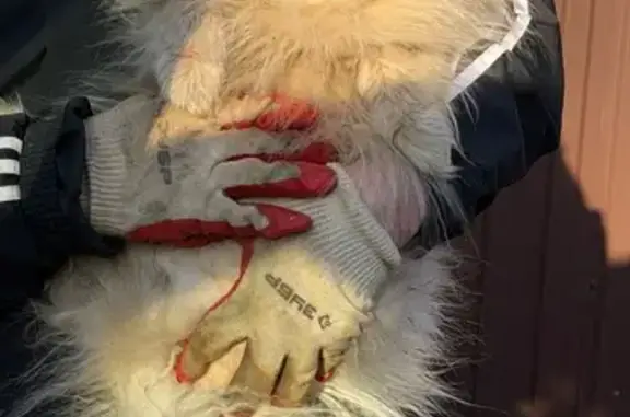 Найдена собака, Дедовск, фото: Найден собака, улица Маршала Жукова, 1, Дедовск - шпиц, ласковый и игривый