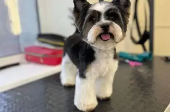 Пропал собака, 8-я просека, Самара - бивер-йорк, бело-чёрный окрас - photo