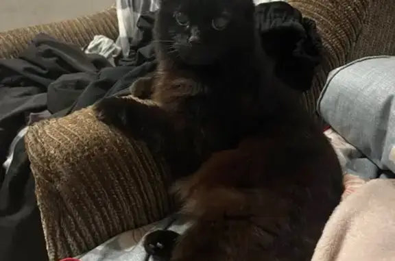 Пропала кошка, Мукмольная улица, Калининград - черного окраса, пушистый хвост - photo