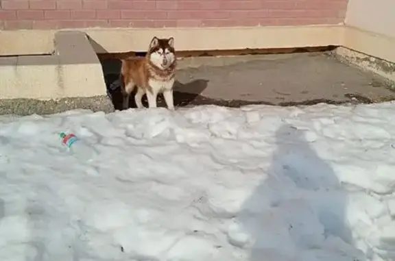 Найдена собака, Пенза, фото: Найден собака, Стрельбищенская улица, 1, Пенза - хаски, молодая
