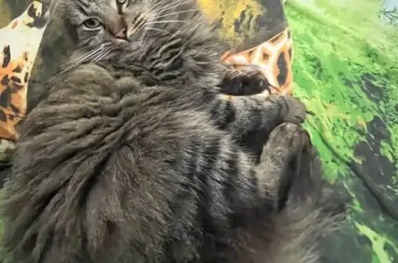 Пропал кот, 27А-425, Гурьевский городской округ - полосатый пушистый, 1,5 года - photo