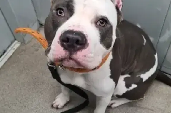 Пропал собака, проспект Ленина, 46, Новороссийск - бело-голубой окрас, шрам на лбу - photo