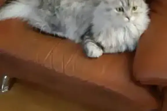 Пропал кот, улица Максима Горького, 3 к2, Тюмень - пушистый и светло-серый - photo