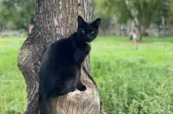 Пропала кошка, улица Доменщиков, 24, Магнитогорск - угольно-чёрная с ярко зелёными глазами - photo