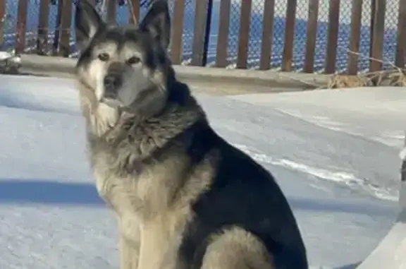 Пропал собака, улица Курчатова, 16, Полысаево - немецкая овчарка, 15 лет - photo