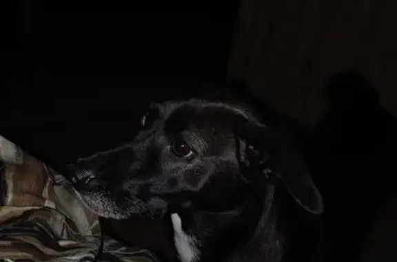 Пропала собака, женский пол, улица Дзержинского, 5А, Челябинск - photo