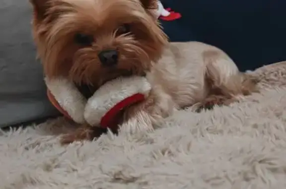 Пропала собака, женский пол, улица Тимирязева, 51, Тольятти - photo