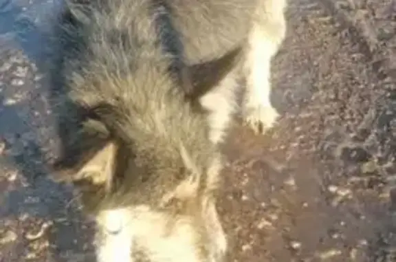 Найдена собака, Орёл, фото: Найдена собака, Орёл, Орловская область - с ошейником, умная